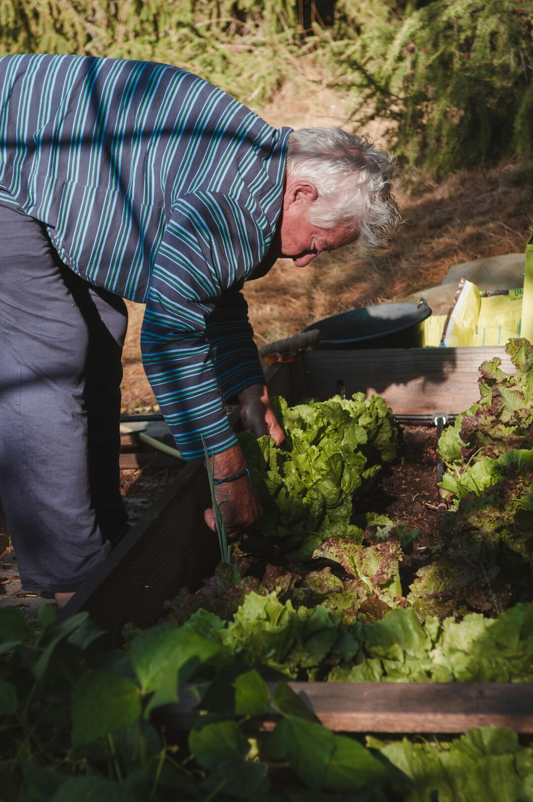 group of seniors gardening together